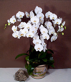 China Anniversary China,,China:Butterfly orchids